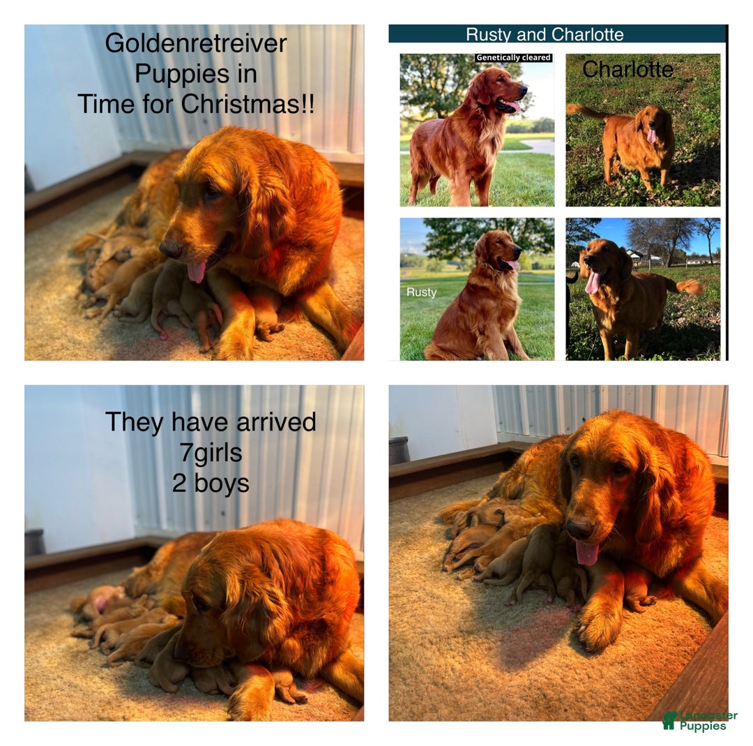 Golden Retriever dogs for sale: Golden Retriever Puppy - Stella - Ad 25