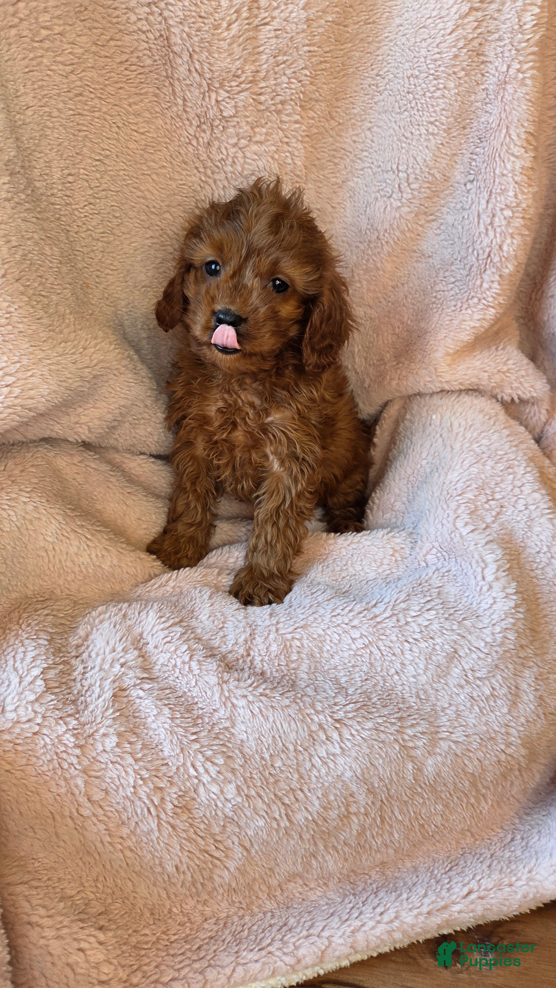 Cavapoo dogs Bella - Ad 11