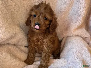 Cavapoo dogs Bella - Ad 11