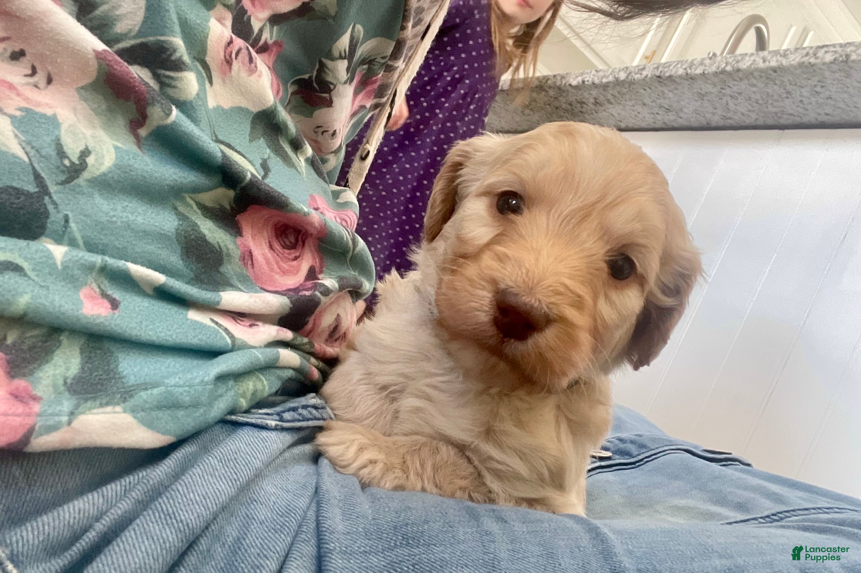 Goldendoodle dogs Mr green - Ad 2