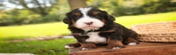 Bernedoodle dogs for sale: Sumit Miniature Bernedoodle  - Ad 1