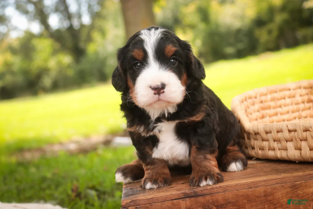 Bernedoodle dogs for sale: Sumit Miniature Bernedoodle  - Ad 1
