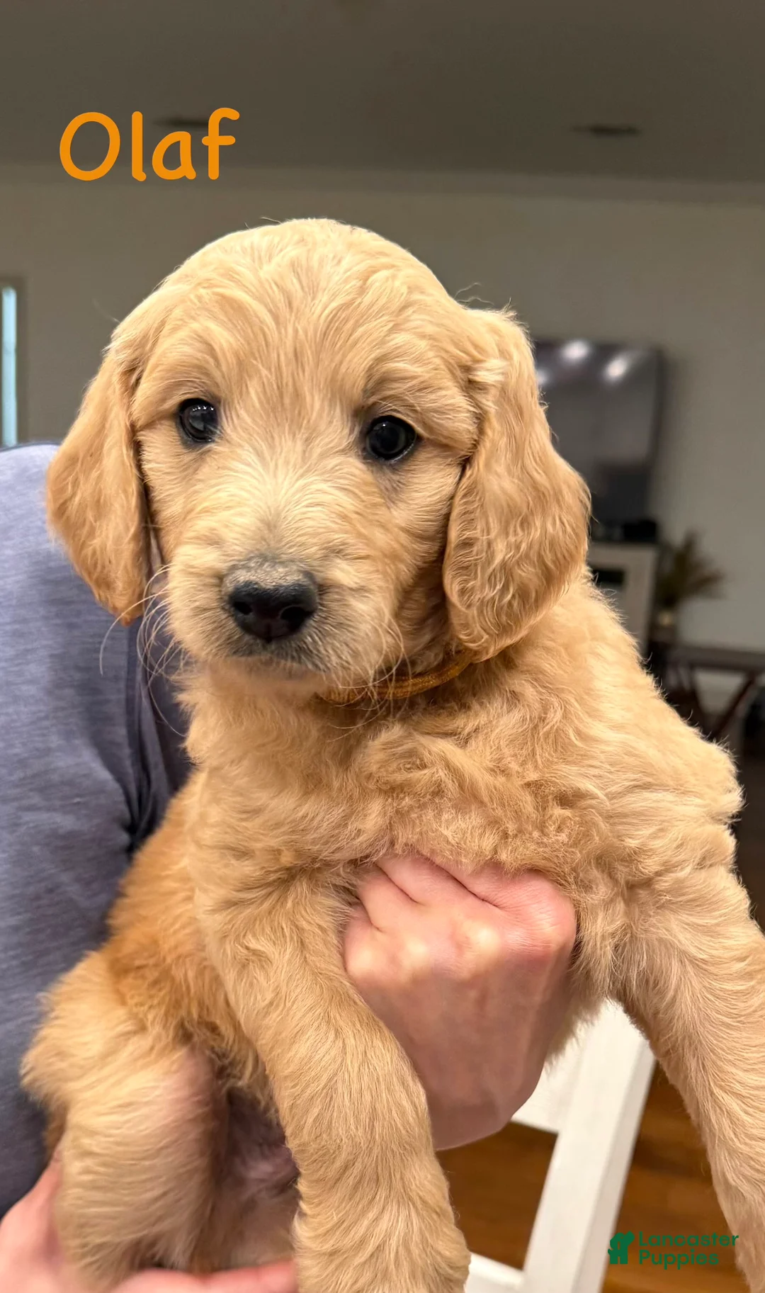 Goldendoodle dogs for sale: Goldendoodle Puppy 5 - Ad 1