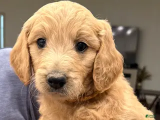 Goldendoodle dogs Goldendoodle Puppy 5 - Ad 30