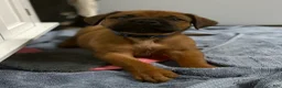 Mixed Breed dogs for sale: Blue - Ad 2