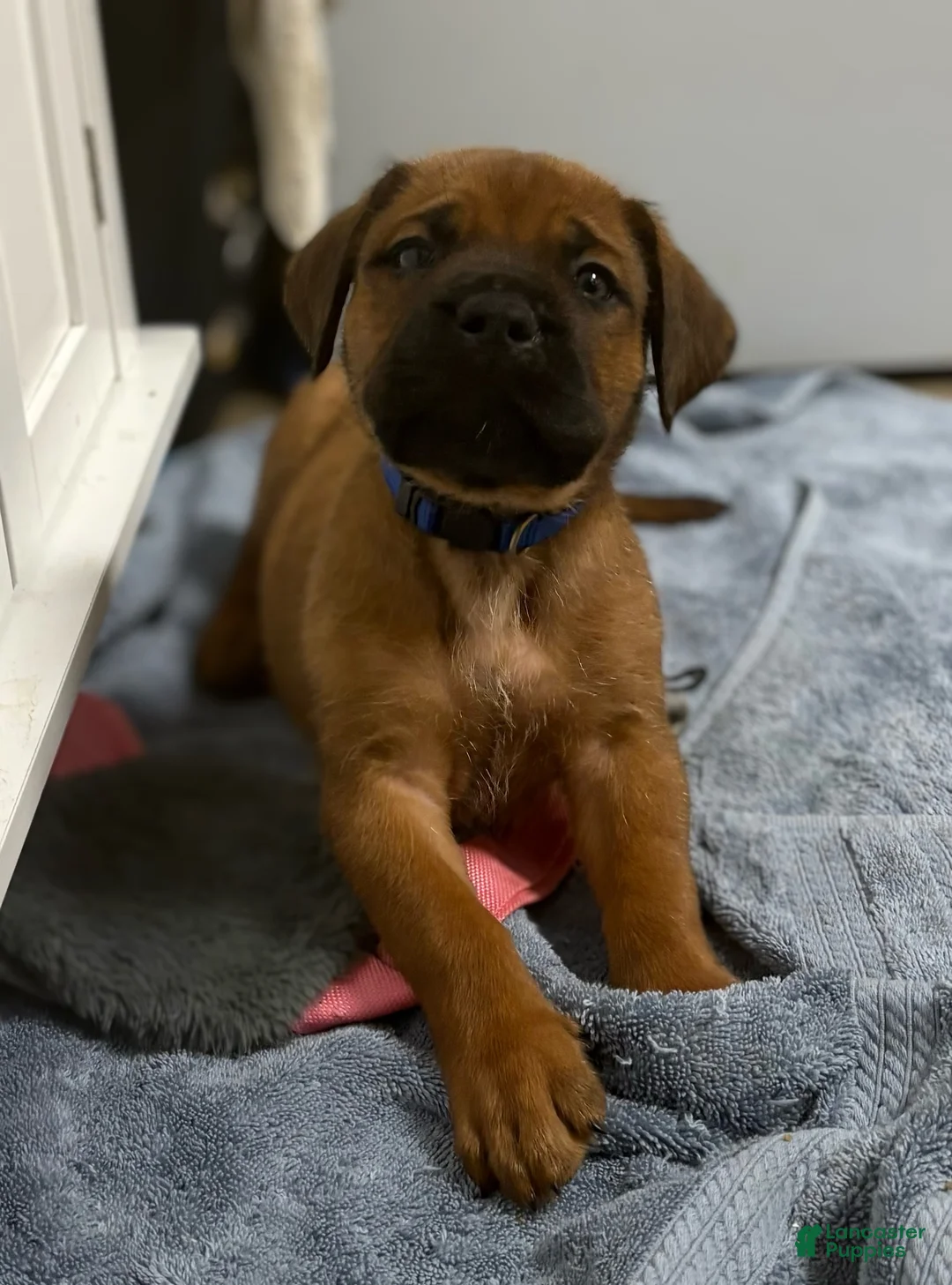 Mixed Breed dogs for sale: Blue - Ad 2