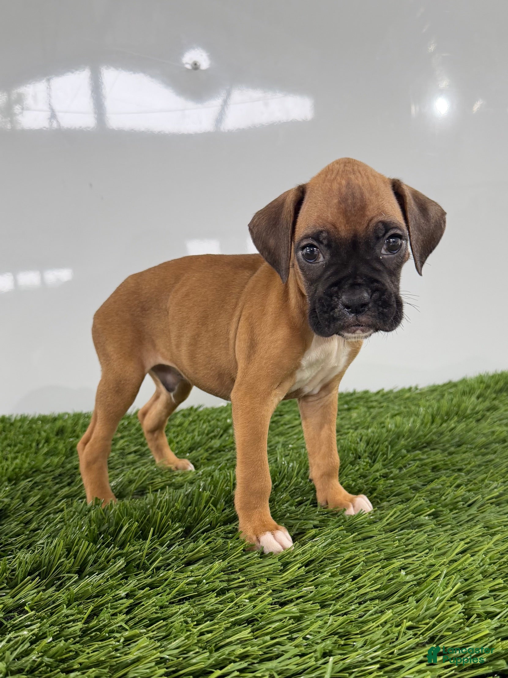 Boxer dogs Mac - Ad 2
