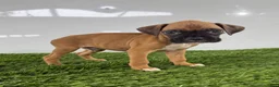 Boxer dogs for sale: Mac - Ad 2