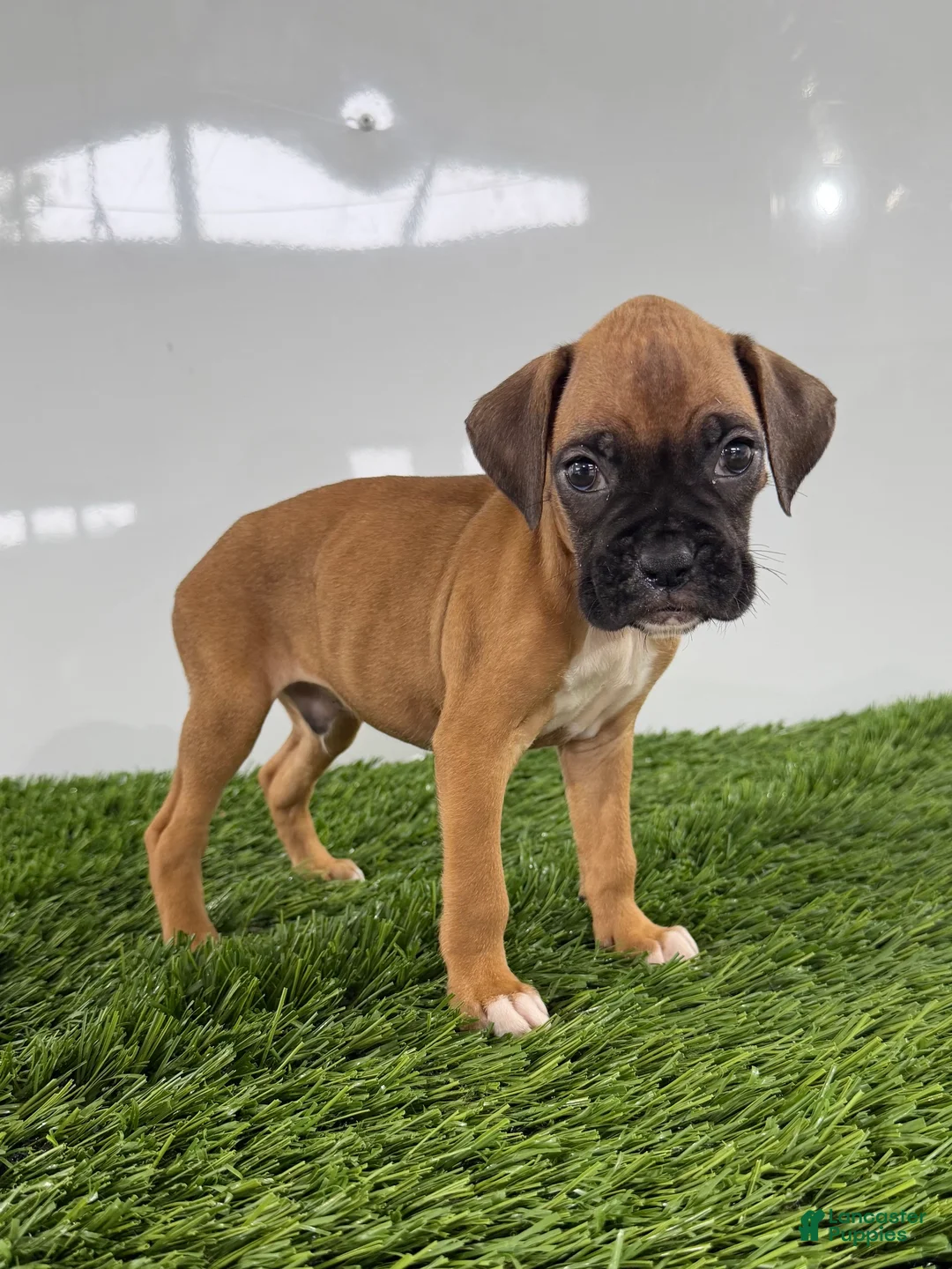 Boxer dogs for sale: Mac - Ad 2