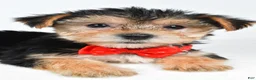 Morkie dogs for sale: Victor - Ad 3