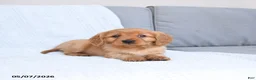Miniature Golden Retriever dogs for sale: Bingo - Ad 2
