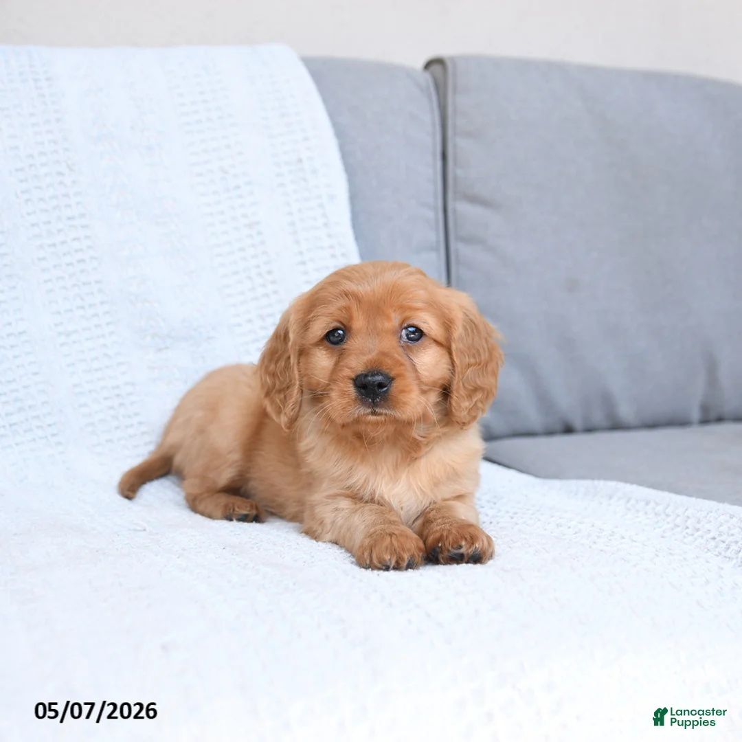 Miniature Golden Retriever dogs for sale: Bingo - Ad 2