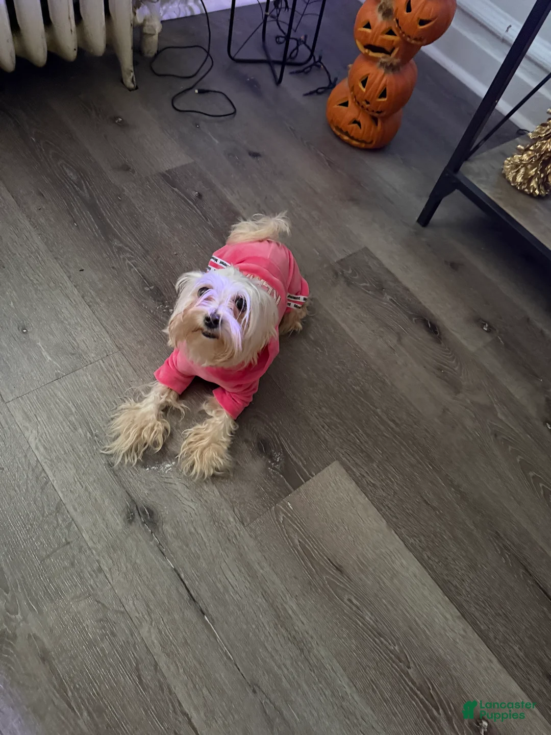 Mixed Breed dogs for sale: Princess  - Ad 2