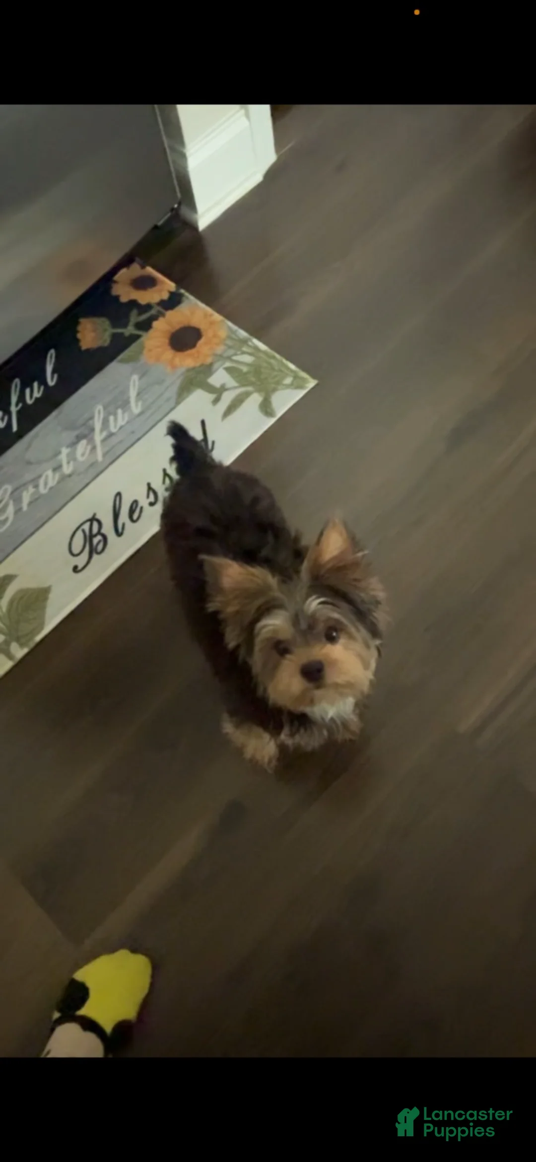 Yorkshire Terrier dogs for sale: Toy cash  - Ad 5