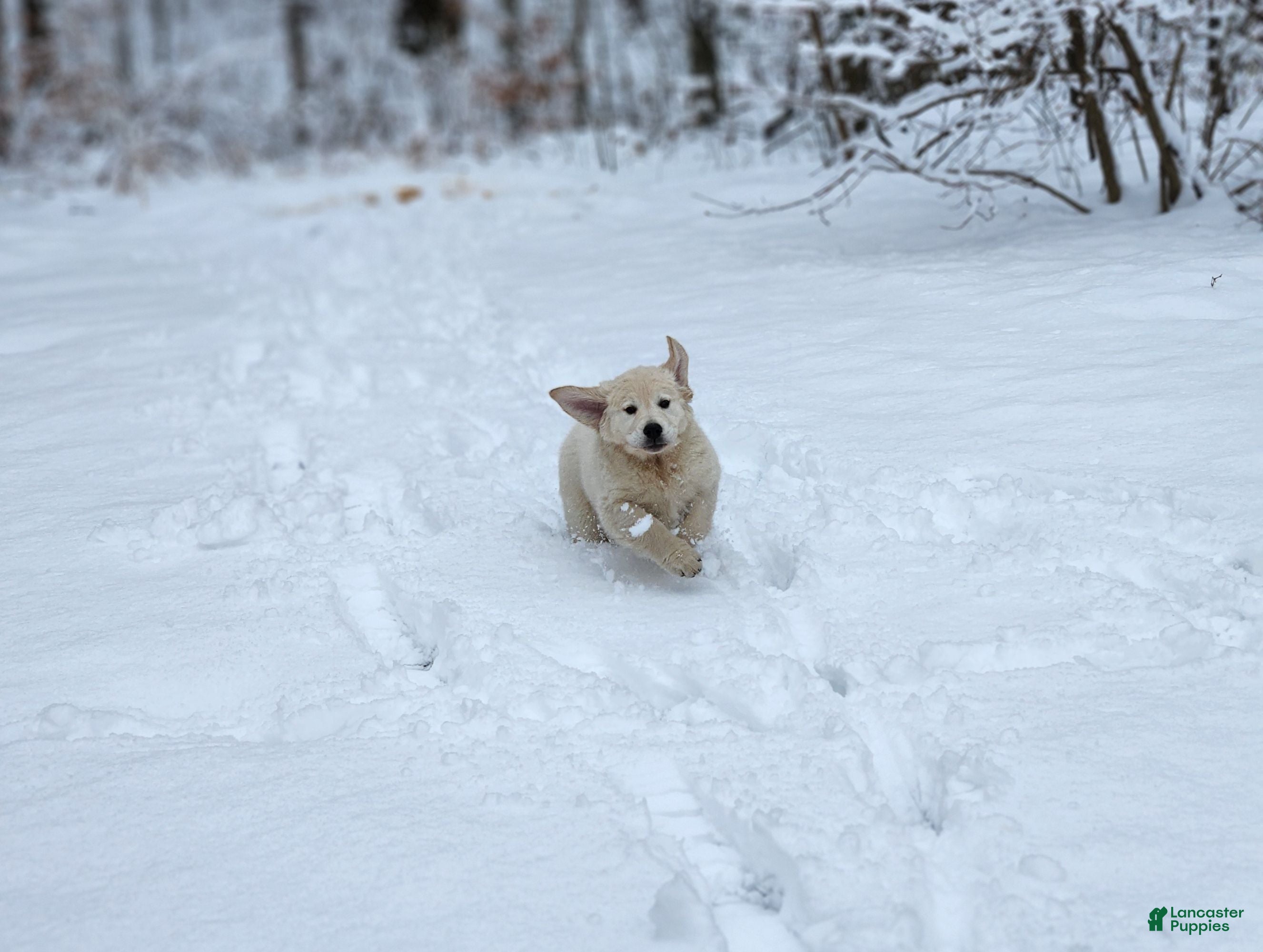 Golden Retriever dogs Chase - Ad 8