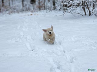 Golden Retriever dogs Chase - Ad 10