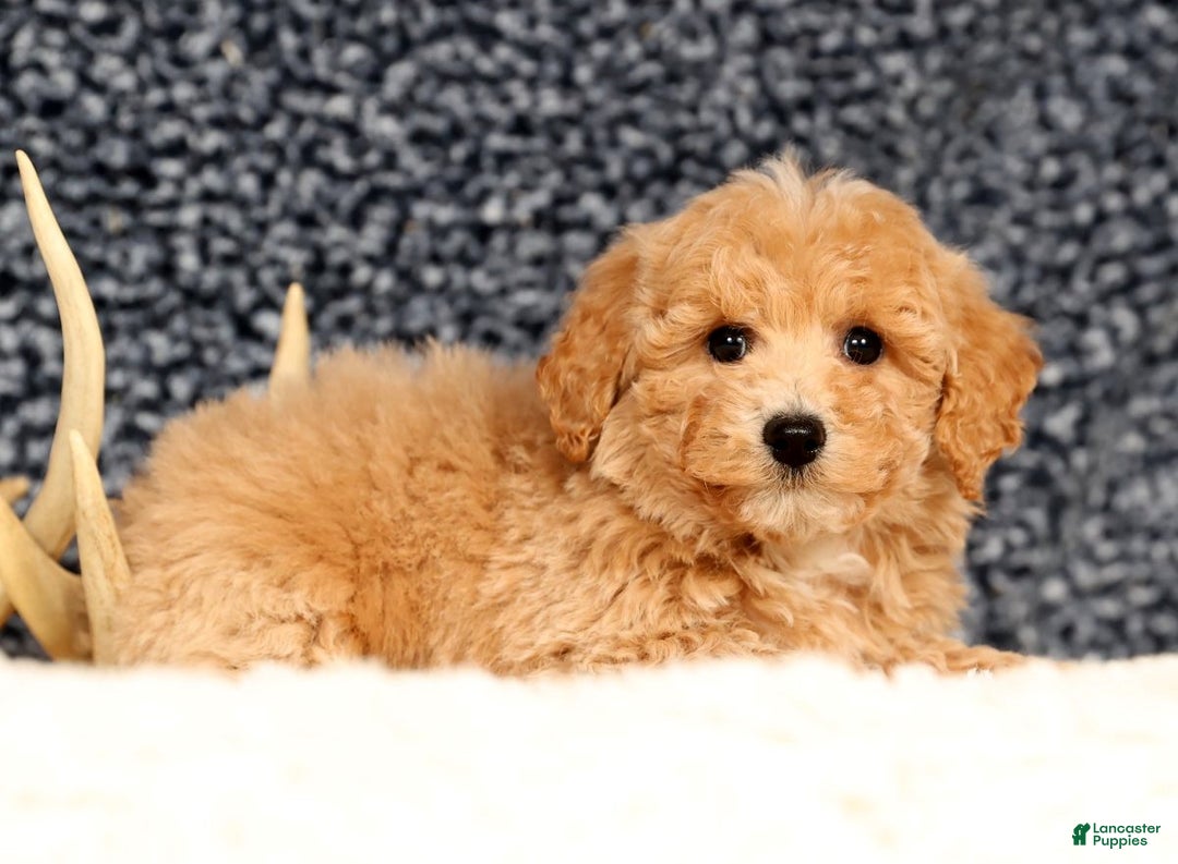 Bichpoo dogs for sale: Chase - Ad 9