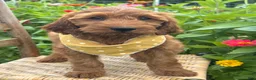Irish Doodle dogs for sale: Olive - Ad 14