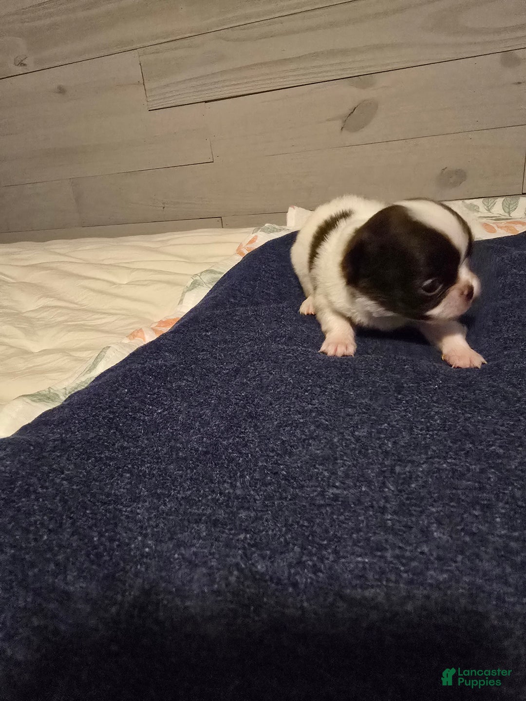 Chihuahua dogs for sale: Barney - Ad 3