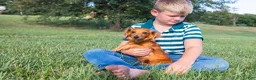 Miniature Dachshund dogs for sale: Tootsie - Ad 6