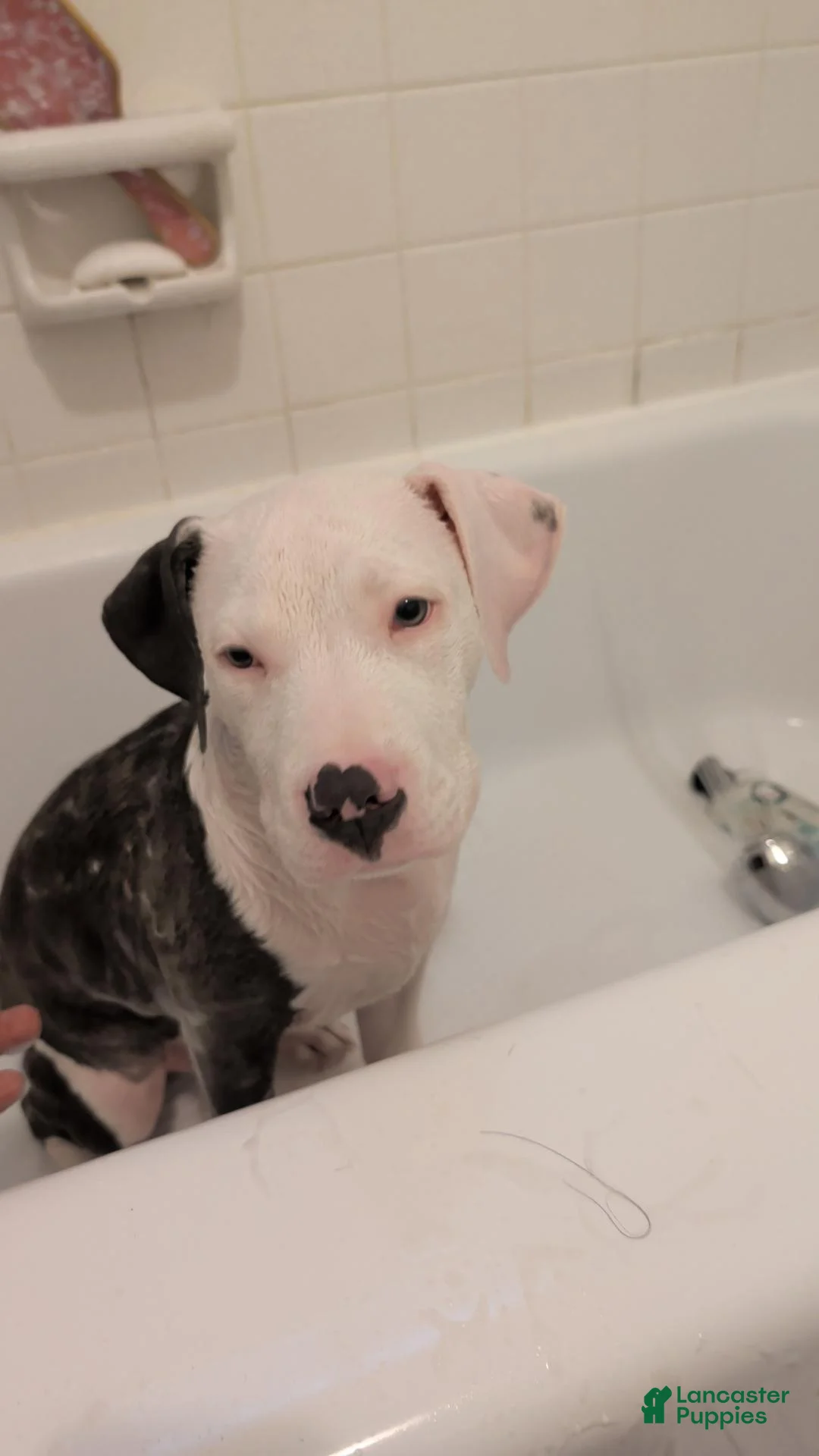 American Bully dogs for sale: American Bully 1 - Ad 4
