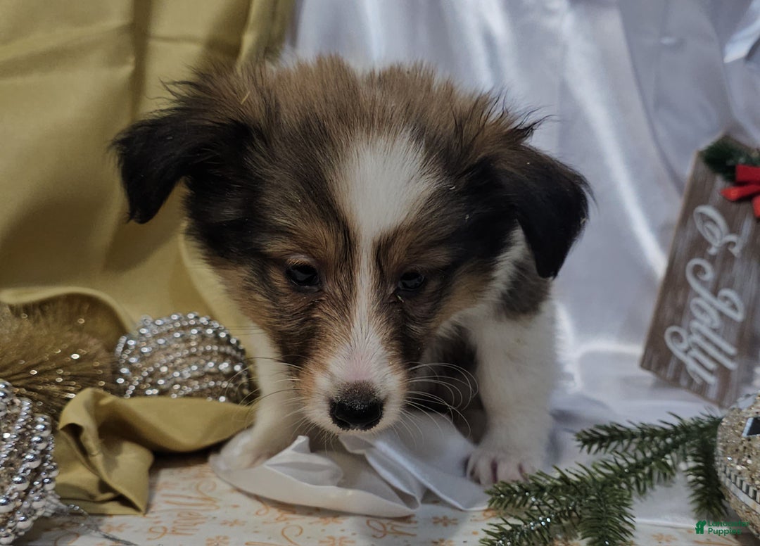Shetland Sheepdog dogs for sale: Holly - Ad 8