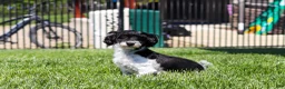Havapoo dogs for sale: Hailey - Ad 8