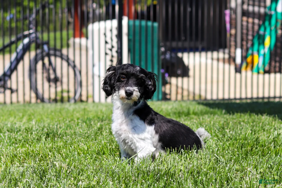 Havapoo dogs for sale: Hailey - Ad 8