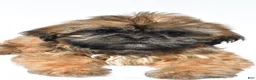 Shih Tzu dogs for sale: Vicky - Ad 8