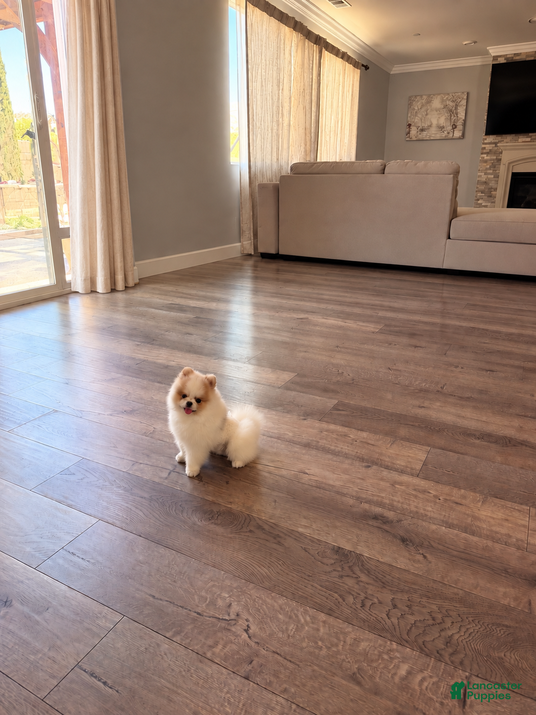 Pomeranian dogs Pikachu  - Ad 9