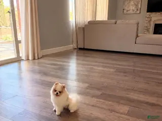 Pomeranian dogs Pikachu - Ad 9