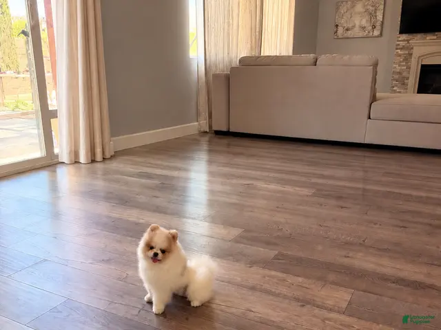 Pomeranian dogs Pikachu - Ad 9