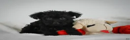 Yorkiepoo dogs for sale: Abby - Ad 7