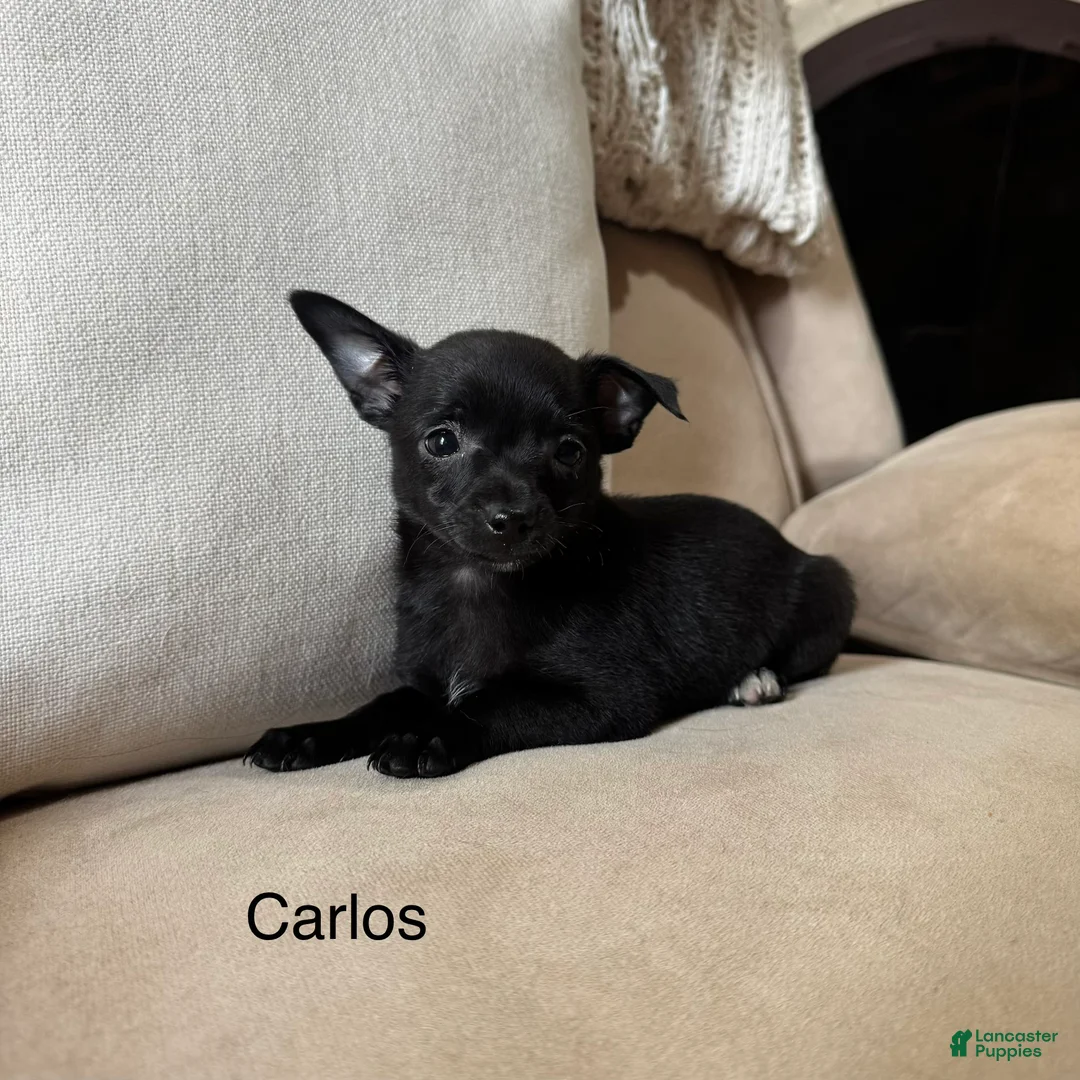 Chihuahua dogs for sale: Carlos - Ad 2
