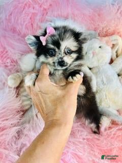 Pomeranian dogs Teacup Pomeranian  Near Miami- Palm Beach Area - Ad 1