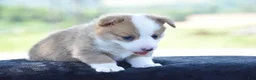 Welsh Corgi Pembroke dogs for sale: Diesel - Ad 7