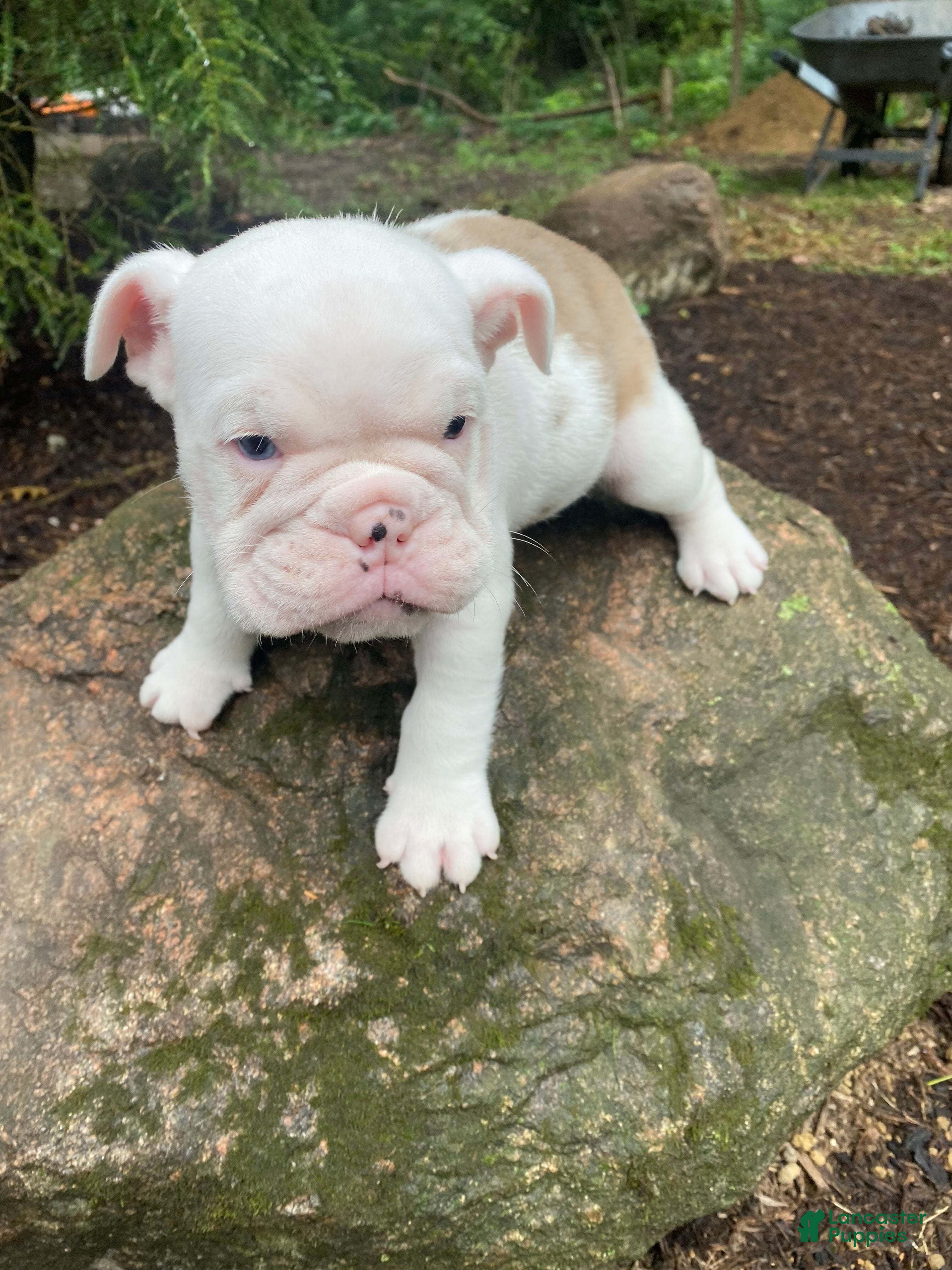 English Bulldog dogs Scout - Ad 2