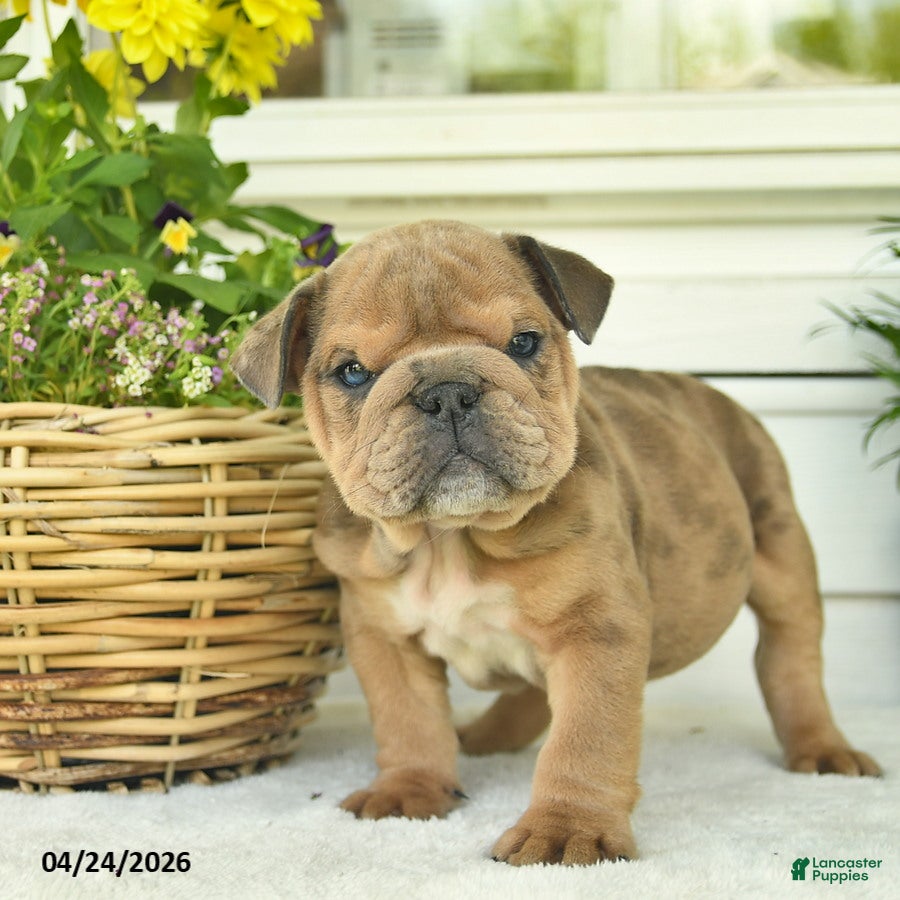 English Bulldog dogs Lincoln  - Ad 1