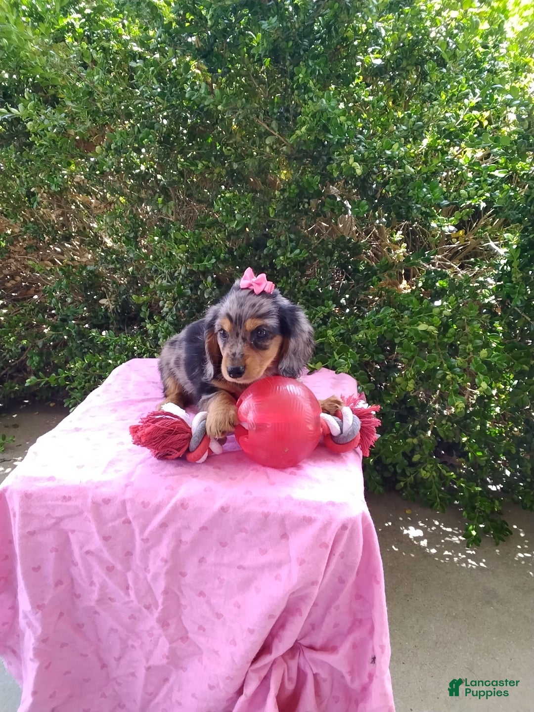 Miniature Dachshund dogs Jade - Ad 2