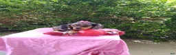 Miniature Dachshund dogs for sale: Jade - Ad 2