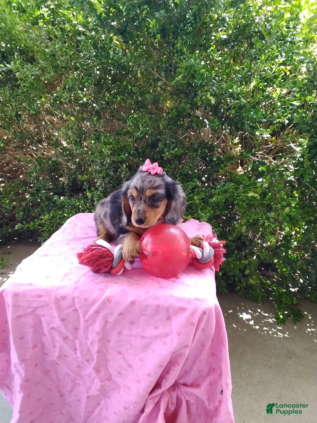 Miniature Dachshund dogs for sale: Jade - Ad 2