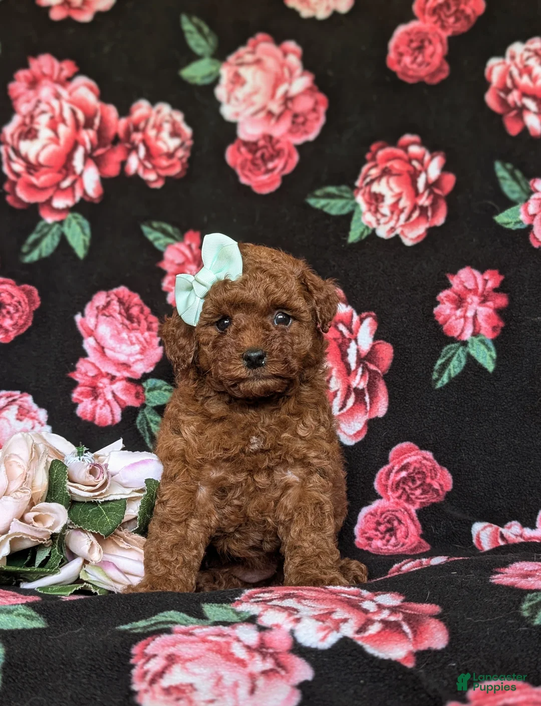 Toy Poodle dogs for sale: Marcella 9 lbs Full Grown - Ad 1