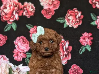 Toy Poodle dogs for sale: Marcella 9 lbs Full Grown - Ad 2