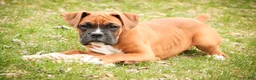 Boxer dogs for sale: Espresso - Ad 3