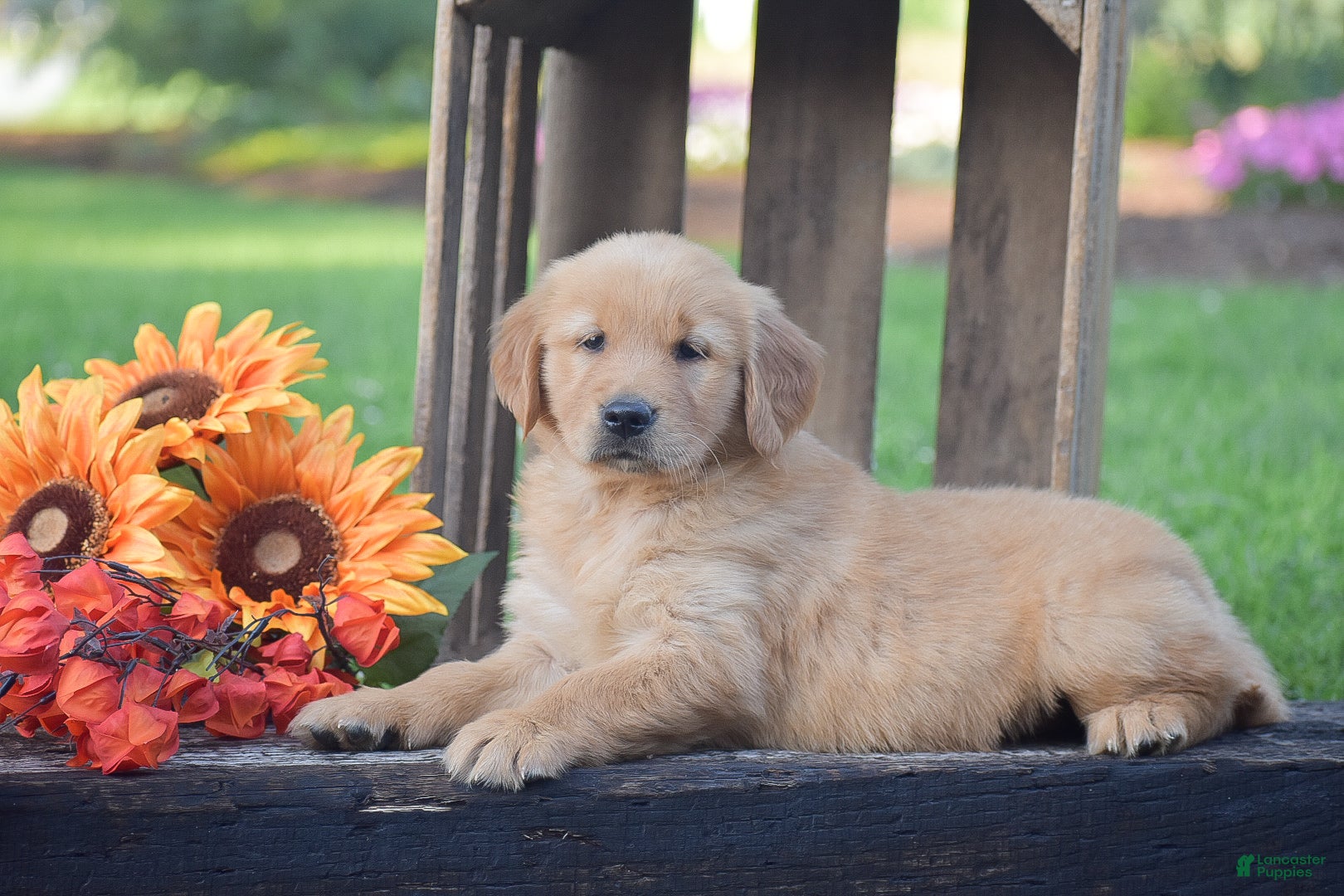 Golden Retriever dogs for sale: Percy - Ad 3