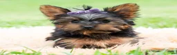 Yorkshire Terrier dogs for sale: Rosaria - Ad 6
