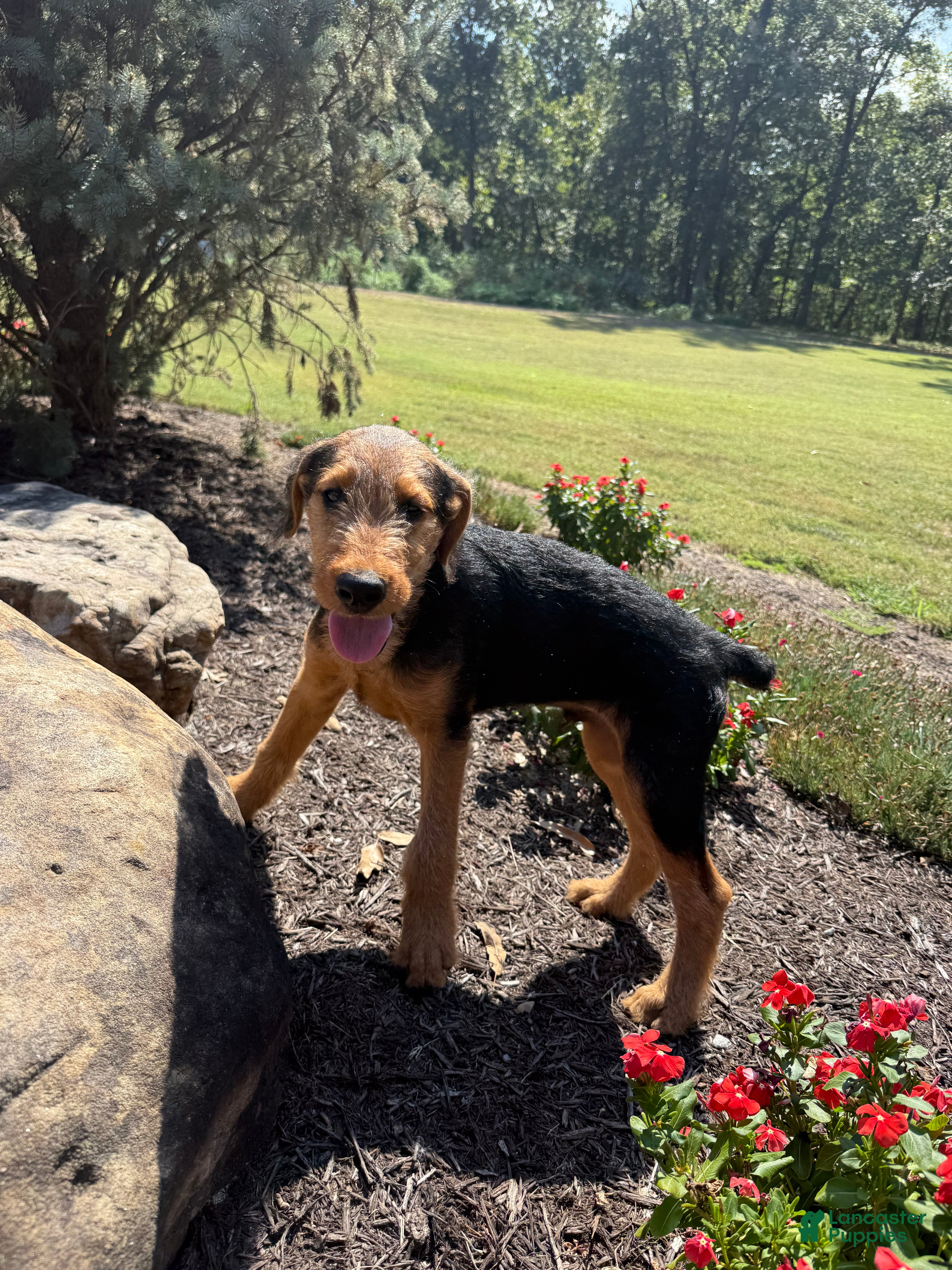 Airedale Terrier