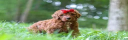 Standard Poodle dogs for sale: Bailey - Ad 5