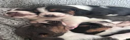 Basset Hound dogs for sale: Newt  - Ad 14