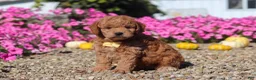 Mini Goldendoodle dogs for sale: Hunter - Ad 4